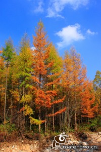 激烈角逐下足球比赛持续扣人心弦