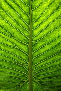 争议裁判引热议，尤文图斯憾失欧冠